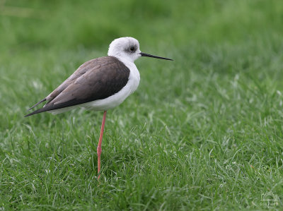 Black-winged Stilt - Wadershore Aviary.