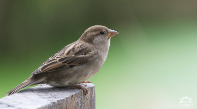 House Sparrow
