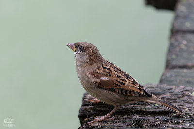 The humble House Sparrow!