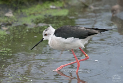 Black-winged Stilt in the Wadershore Aviary.