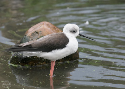 Black-winged Stilt in the Wadershore Aviary. I've wanted to see one of these for a long time and although not a wild bird, to see it in such close proximity was mind-blowing!
