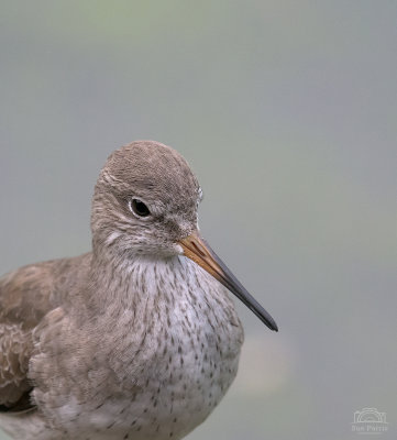 Portrait of a Redshank - part of the captive collection in the Wadershore Aviary. I could have sat in the aviary all day! I had Redshank and Ruff wandering around my feet at times. It was amazing to see such beautiful birds up so very close.