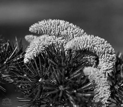 Pine Pollen Cones
Woburn Abbey Gardens