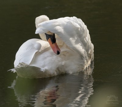 Mute Swan Preening - taken at Barnwell Country Park, Northants.