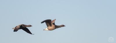 Brent Geese - RSPB Frampton Marsh