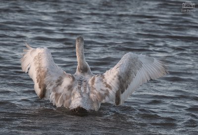 g10/60/1100260/3/168522413.VZWJ2eE1.jpg
