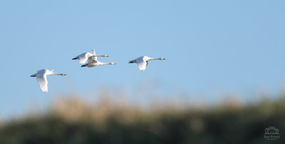 Whooper Swans leaving WWT Welney