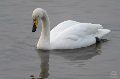 Whooper Swan - WWT Welney