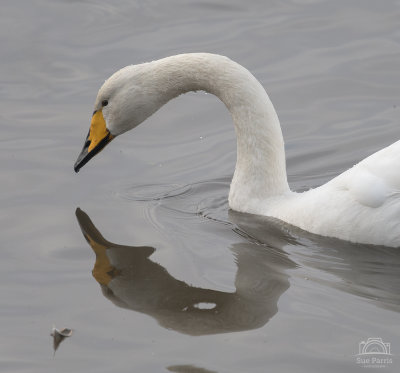 Reflections of a Whooper Swan - WWT Welney