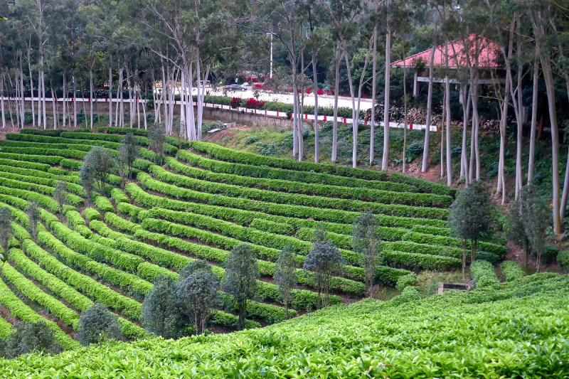 Yearning Tea Plantation 2