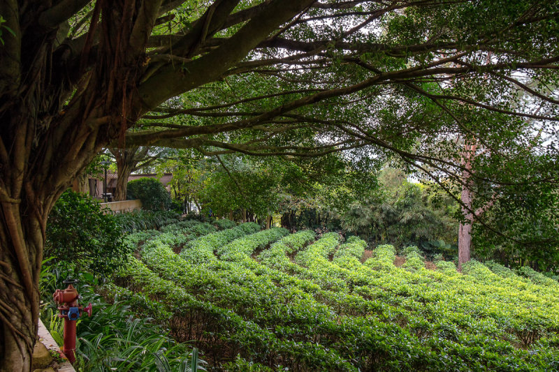 Yearning Tea Plantation 3