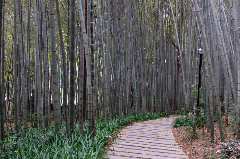 Yearning Bamboo Forest 1