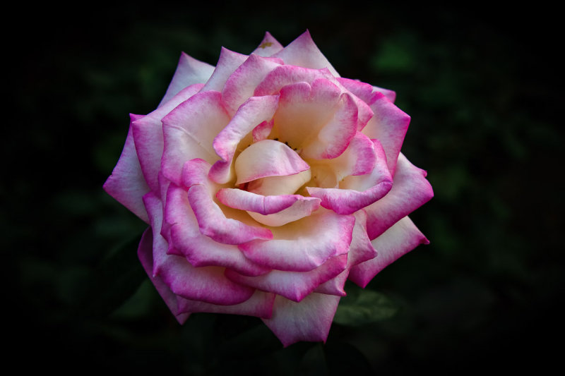 Baomo Rose Garden 3