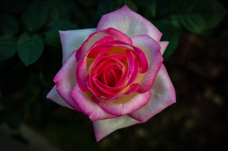 Baomo Rose Garden 5