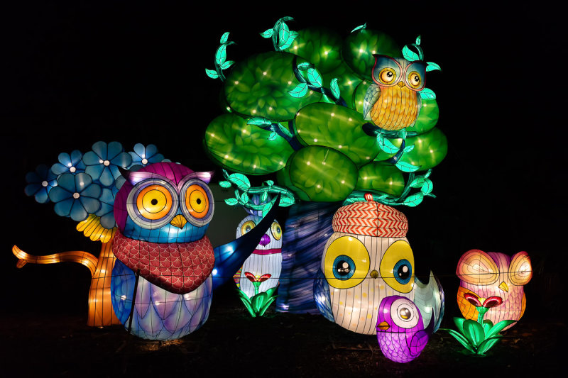 Owl Family