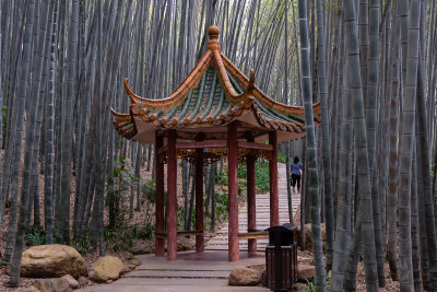 Yearning Bamboo Forest 2
