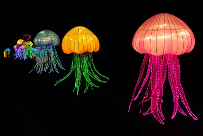 Jellyfish 1