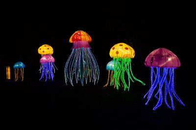 Jellyfish 2