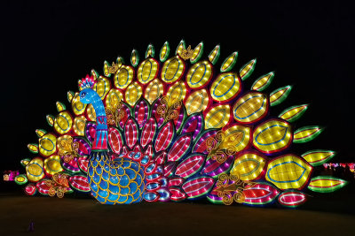Magnificent Peacock