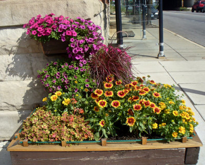 Flowering Plants for the planter box