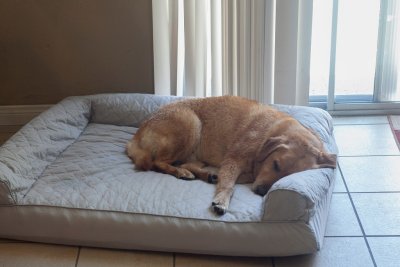 This dog is tired !