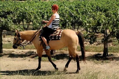 Horse 6.jpg