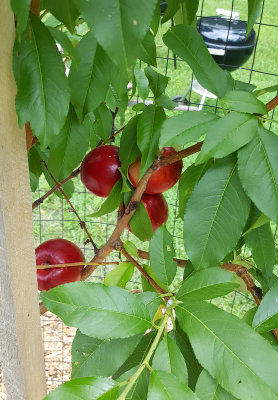 20170723_121230.jpg