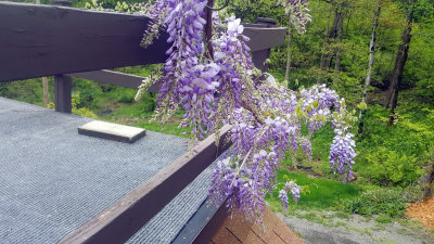 20180519_160020.jpg