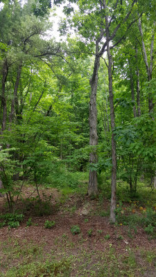 20160705_123641_002.jpg