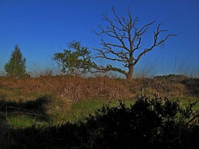 06_Kampina-Boxtel.jpg