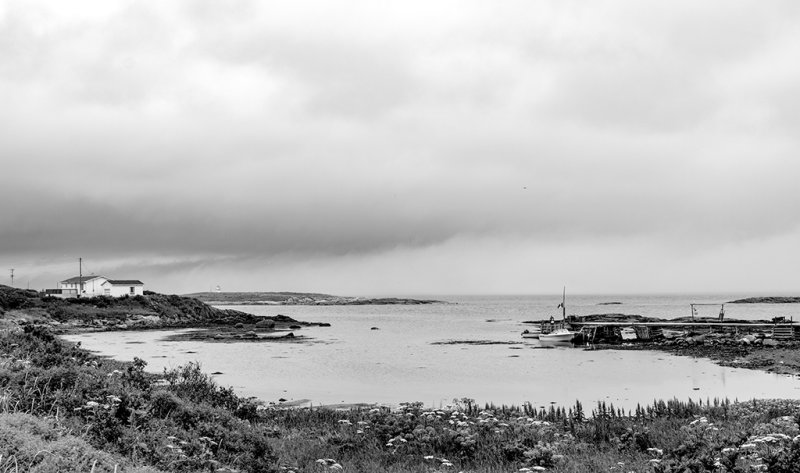 Labrador_1218