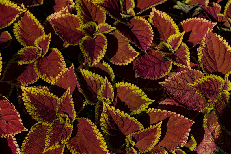 Fancy Leaves 2 DSCF9867.jpg