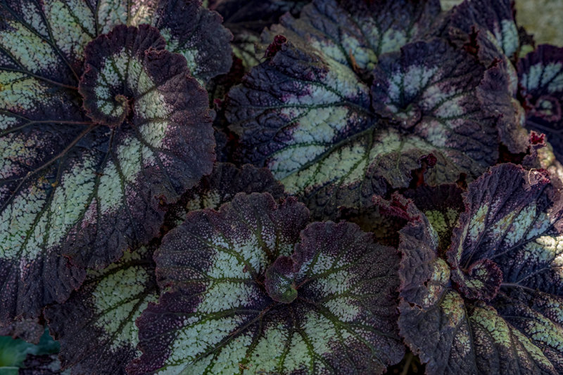 Fancy Leaves DSCF9899.jpg