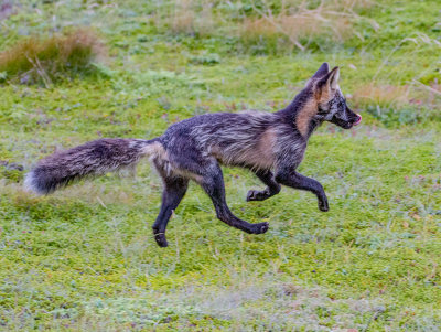 The Original Fox Trot_MG_1160.jpg