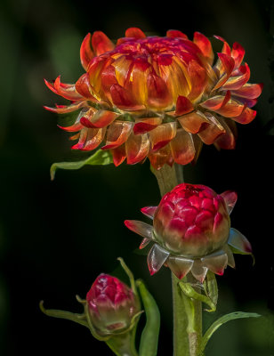 Strawflower_DSCF9861.jpg