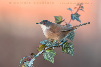 Sardinian Warbler (Sylvia melanocephala)