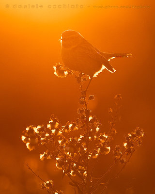 European Stonechat (Saxicola rubicola)