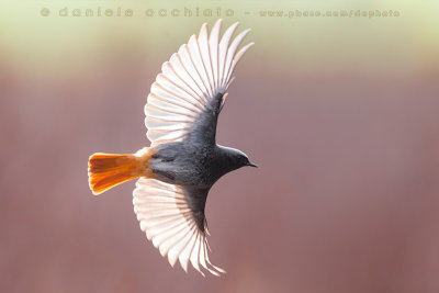 Black Redstart (Phoenicurus ochruros gibraltariensis)