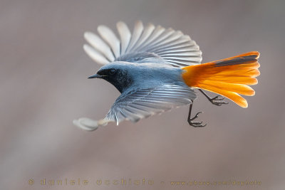 Black Redstart (Phoenicurus ochruros gibraltariensis)