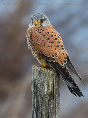 Eurasian Kestrel (Falco tinnunculus)