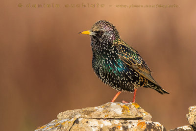 Common Starling (Sturnus vulgaris)