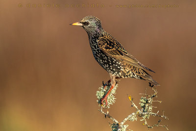 Common Starling (Sturnus vulgaris)