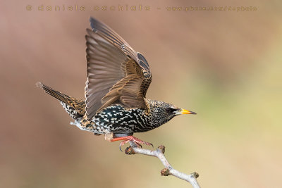 Common Starling (Sturnus vulgaris)