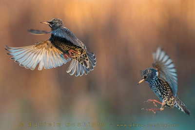 Common Starling (Sturnus vulgaris)