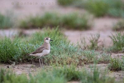 Caspian Plover (Charadrius asiaticus)