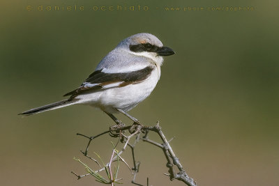 Steppe Grey Shrike (Averla beccopallido)
