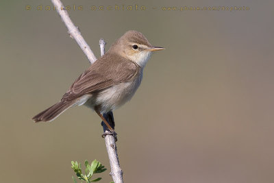 Sykes's Warbler (Canapino di Sykes) Photo Gallery by Daniele Occhiato at  pbase.com