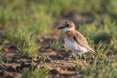 Greater Sand Plover (Charadrius leschenaultii)