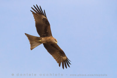 Eastern Black Kite (Milvus migrans migrans X M. m. lineatus)