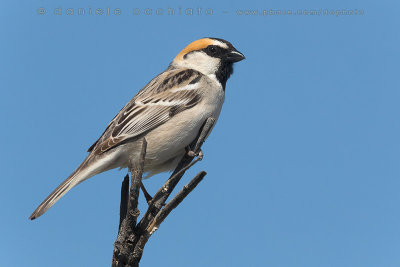 Saxaul Sparrow (Passera del Saxaul)